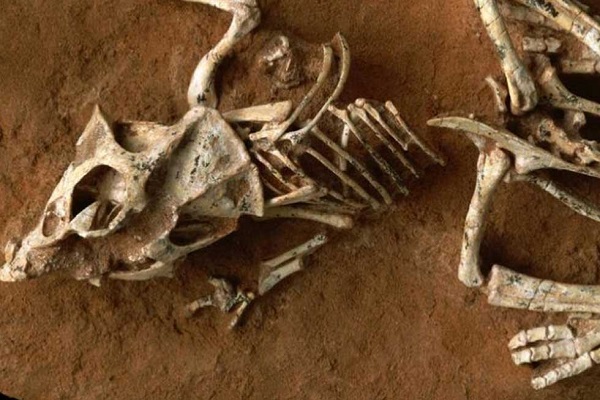 Chile: Encuentran restos de dinosaurio 