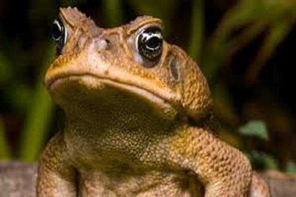Hallan método para curar heridas sin dejar cicatrices gracias a piel de sapo