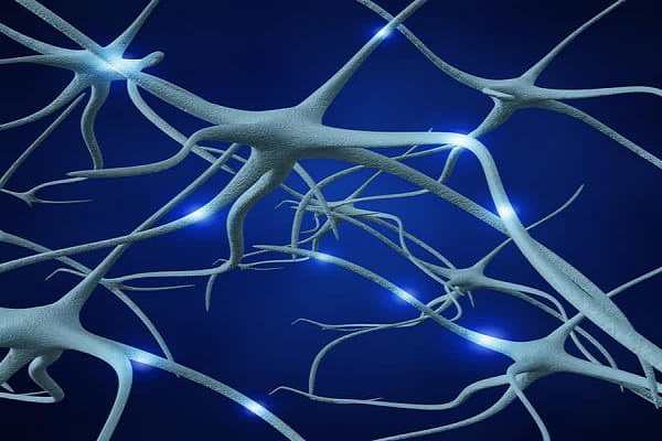 Buscan regenerar sistema nervioso mediante una proteína