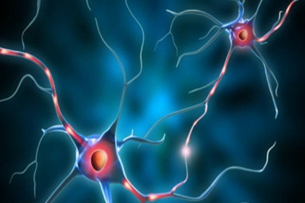 Identifican las neuronas encargadas de dar la orden de dejar de comer