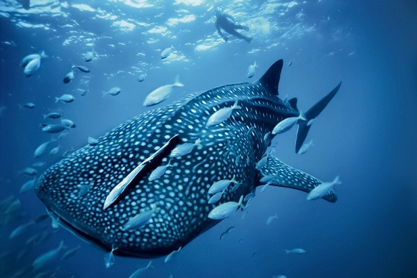 Buscan desvelar secretos del tiburón ballena con muestras de ADN