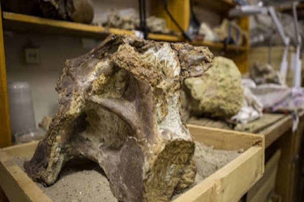 Científicos rusos descubren en Siberia un nueva especie de titanosaurio