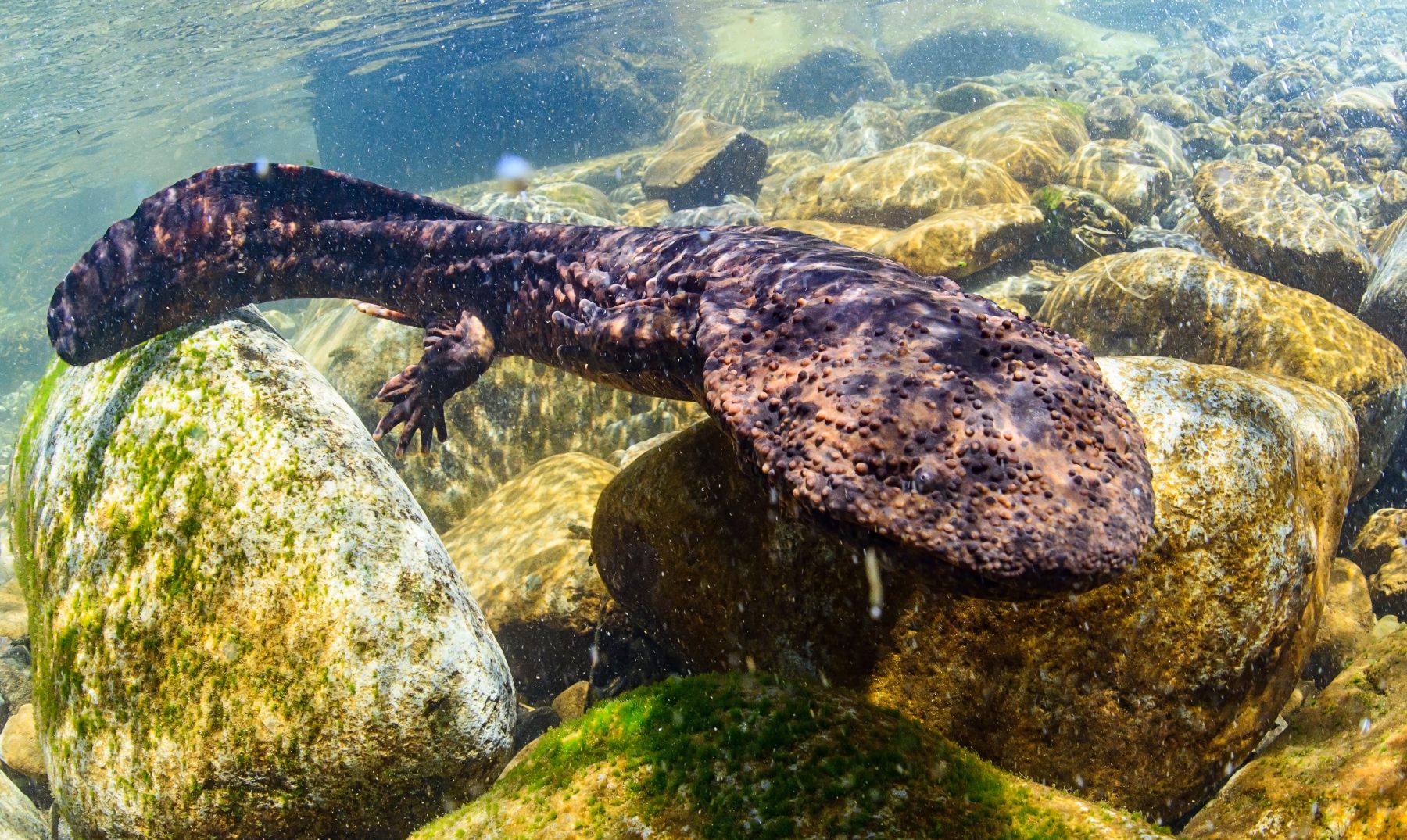 Describen una salamandra gigantesca de la era glacial anterior a los dinosaurios