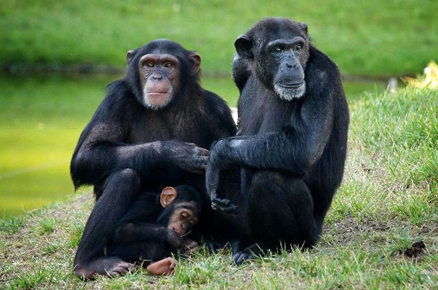 Los chimpancés salvajes ingieren plantas medicinales que tratan enfermedades y heridas