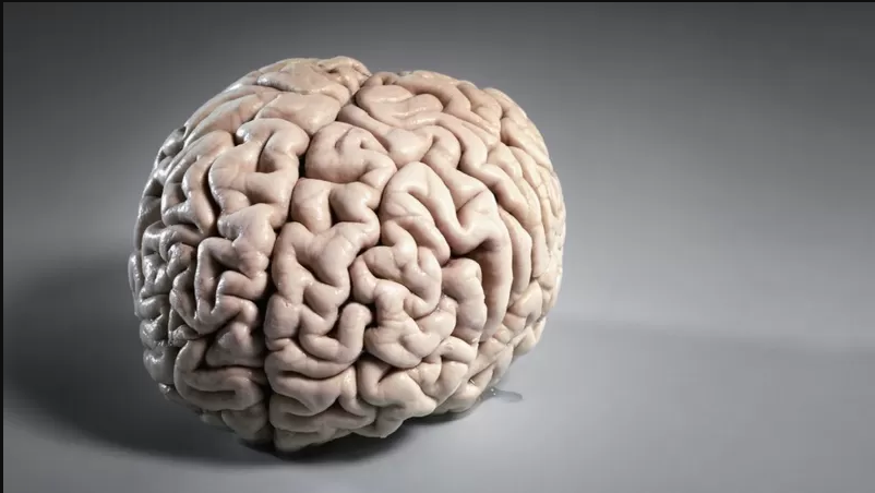 Un estudio expone que el asombro disminuye a medida que el cerebro se desarrolla