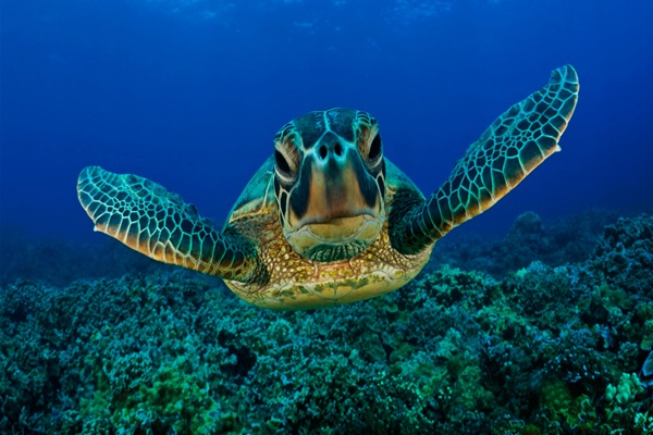 Las tortugas marinas aprenden a distinguir la firma magnética de los lugares con alimento