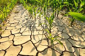 Descubren un circuito biológico que protege a las plantas de las condiciones extremas